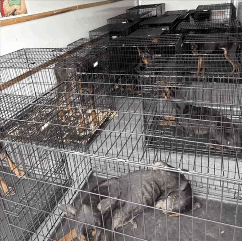 animal cruelty